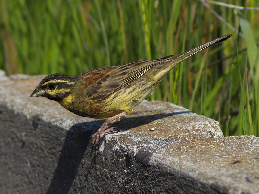 Zigolo nero (Emberiza cirlus Linnaeus)